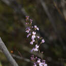 Image de Stylidium maitlandianum E. Pritz.