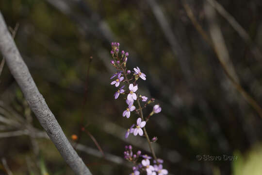 Image of Stylidium maitlandianum E. Pritz.