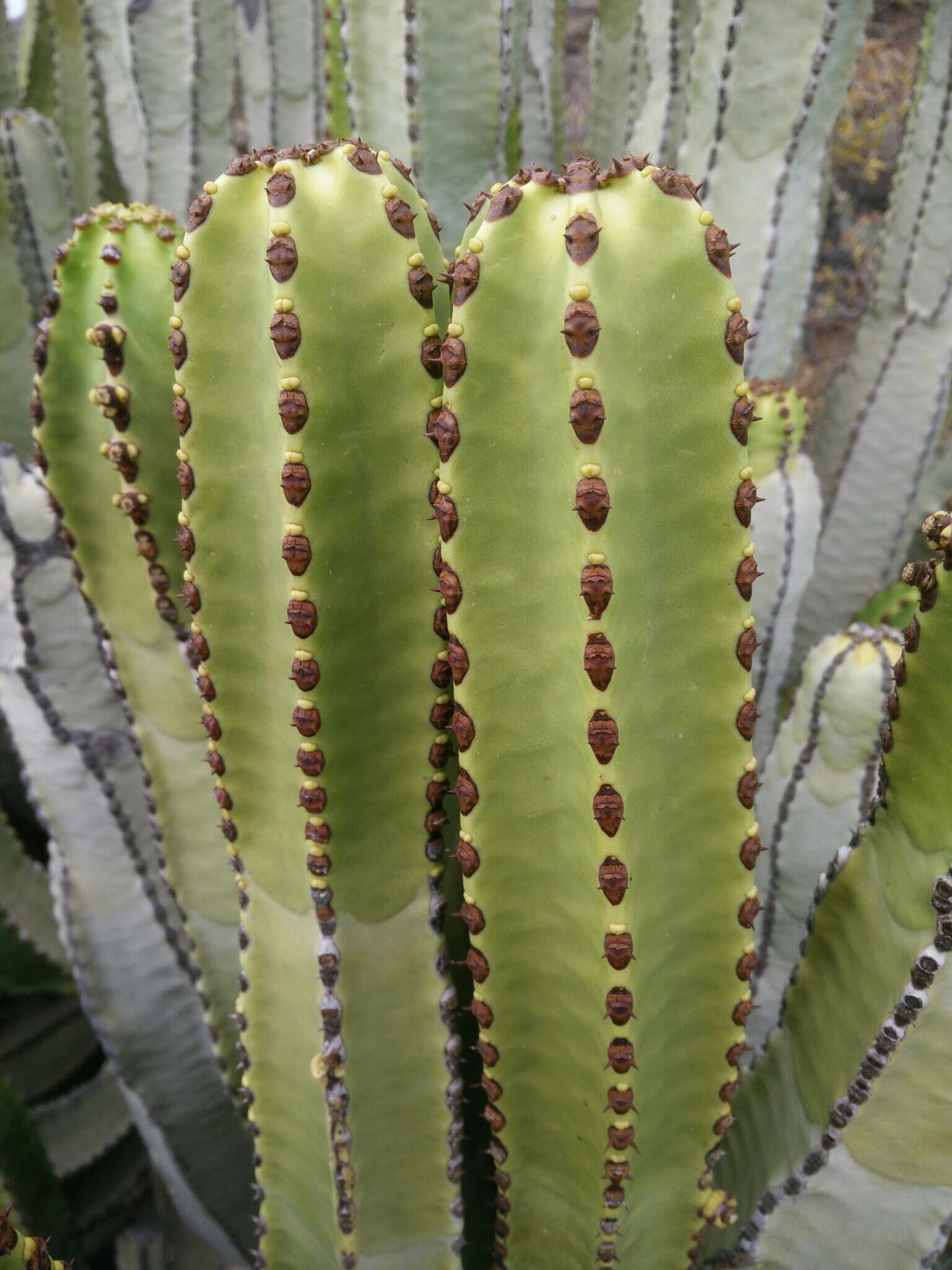 Imagem de Euphorbia canariensis L.