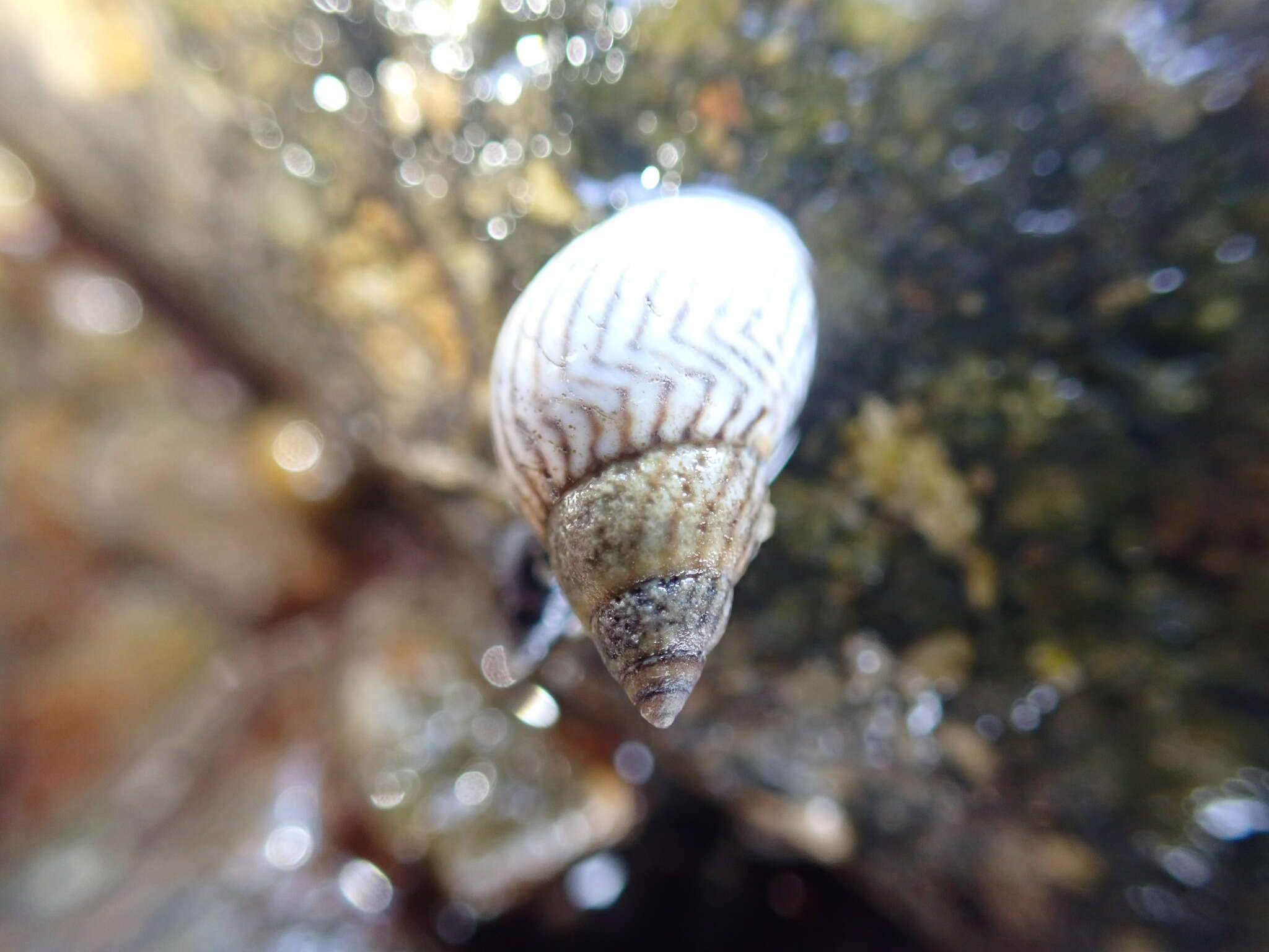 Image of zebra periwinkle