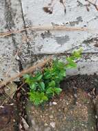 صورة Lonicera pileata var. yunnanensis (Franch.) Bernd Schulz