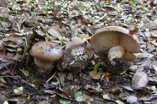 Image of Cortinarius balteatocumatilis Rob. Henry ex P. D. Orton 1960