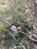 Слика од Leptospermum squarrosum Gaertn.