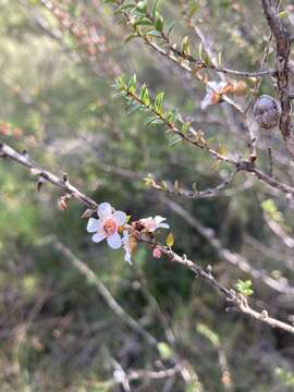 Image of Pink Tea Tree