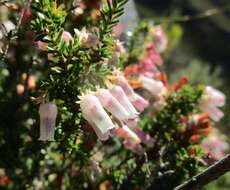 Image of Erica glomiflora Salisb.