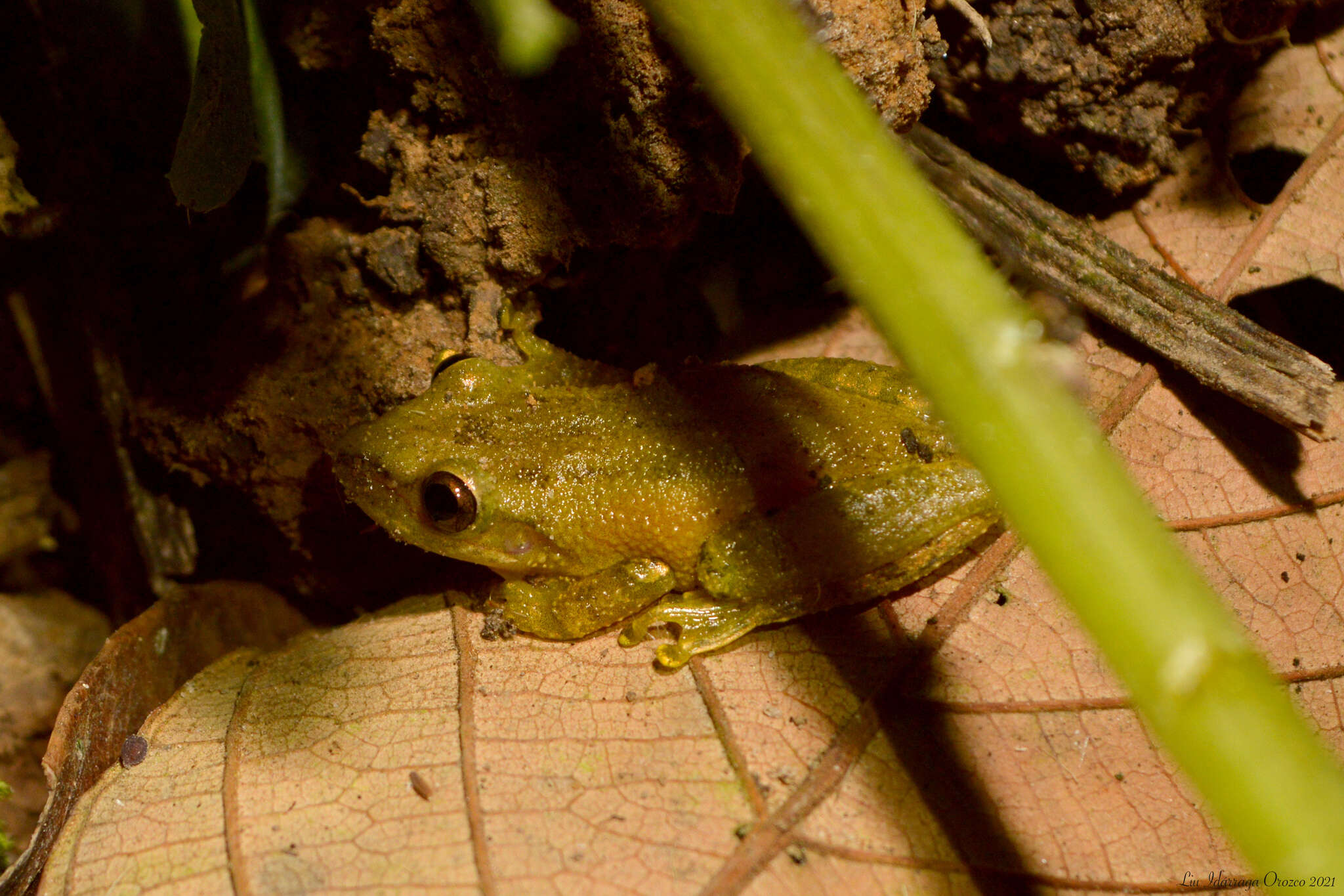 Scinax perereca Pombal, Haddad & Kasahara 1995的圖片