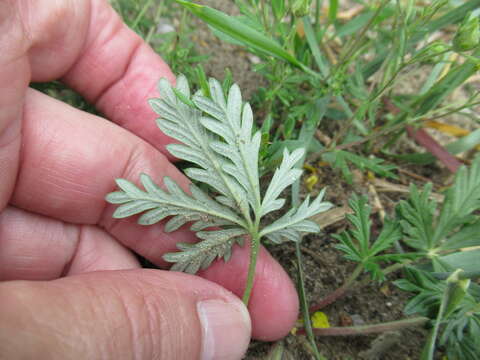 Image of Potentilla angarensis Popov