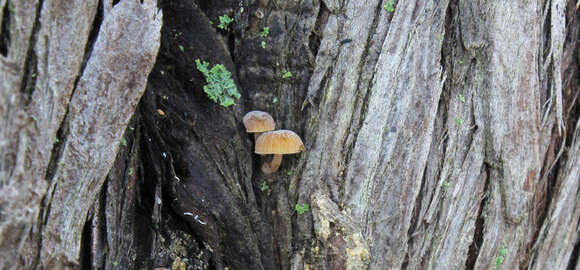 Sivun Mycena juniperina Aronsen 1996 kuva