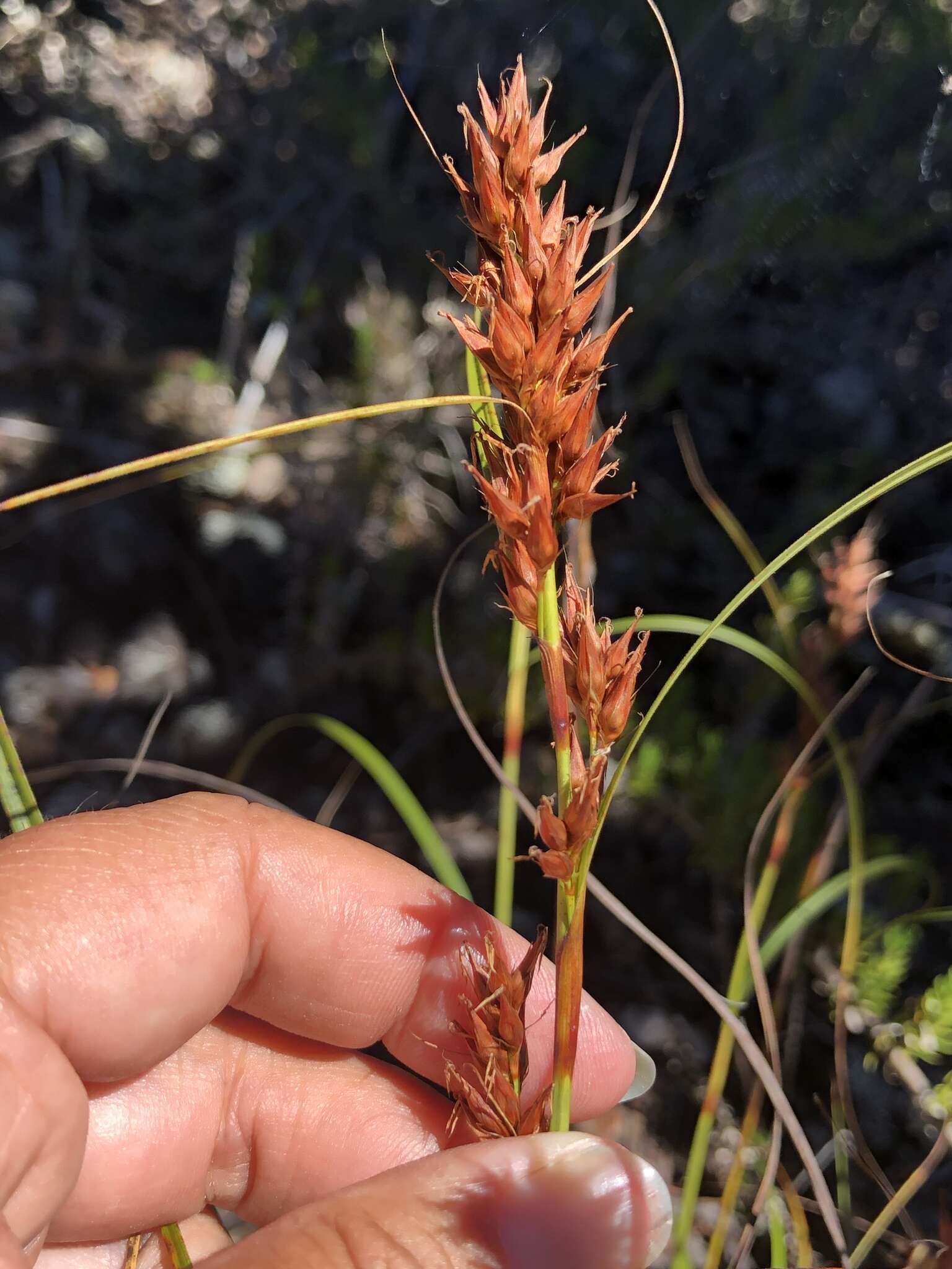 Imagem de Morelotia gahniiformis Gaudich.