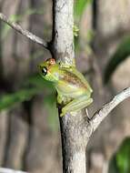 Image of Bott's Bright-eyed Frog