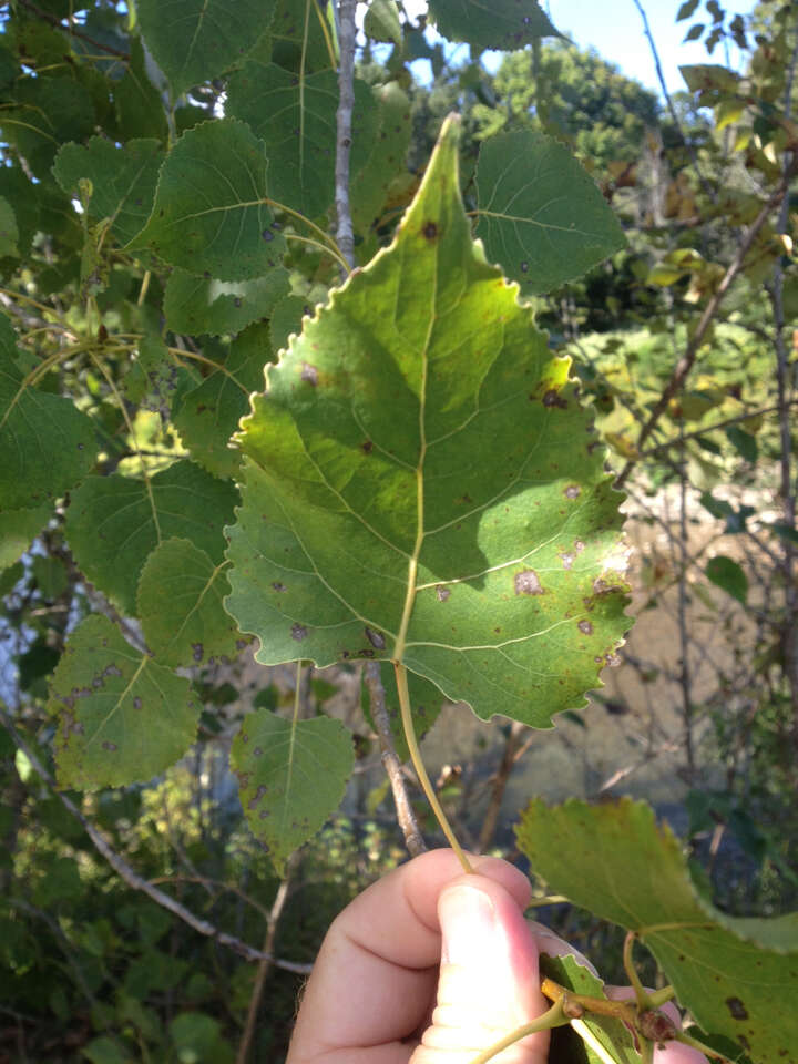 Image of eastern cottonwood