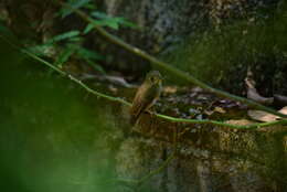 Image of Brown-breasted Flycatcher