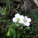 Image of Arenaria montana subsp. montana