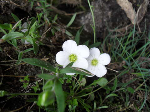 صورة Arenaria montana subsp. montana