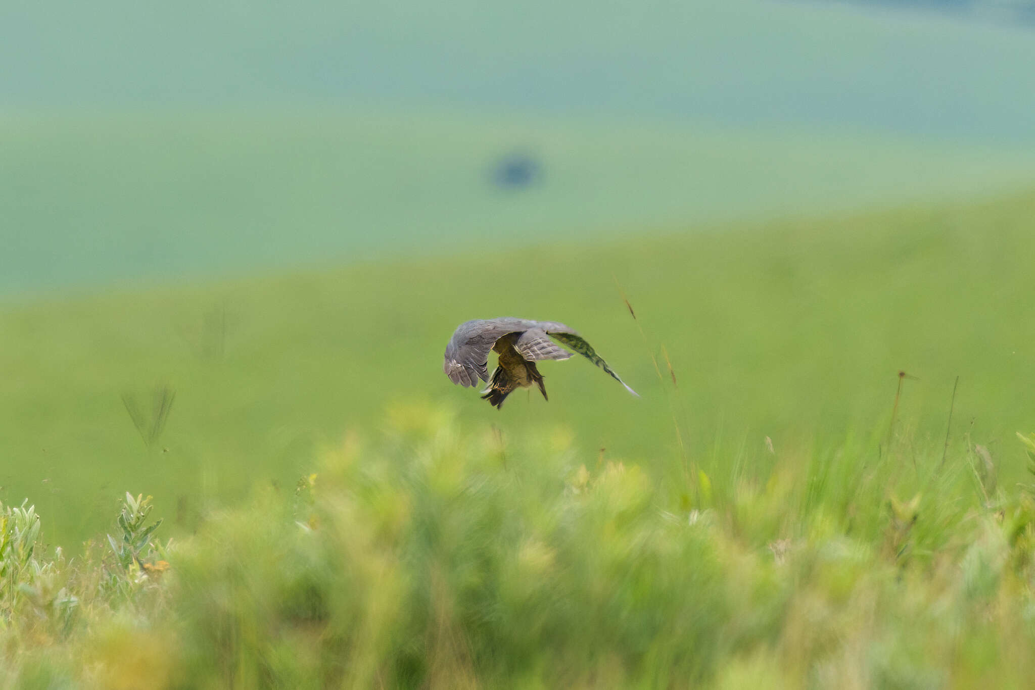 Image of Red-breasted Sparrowhawk