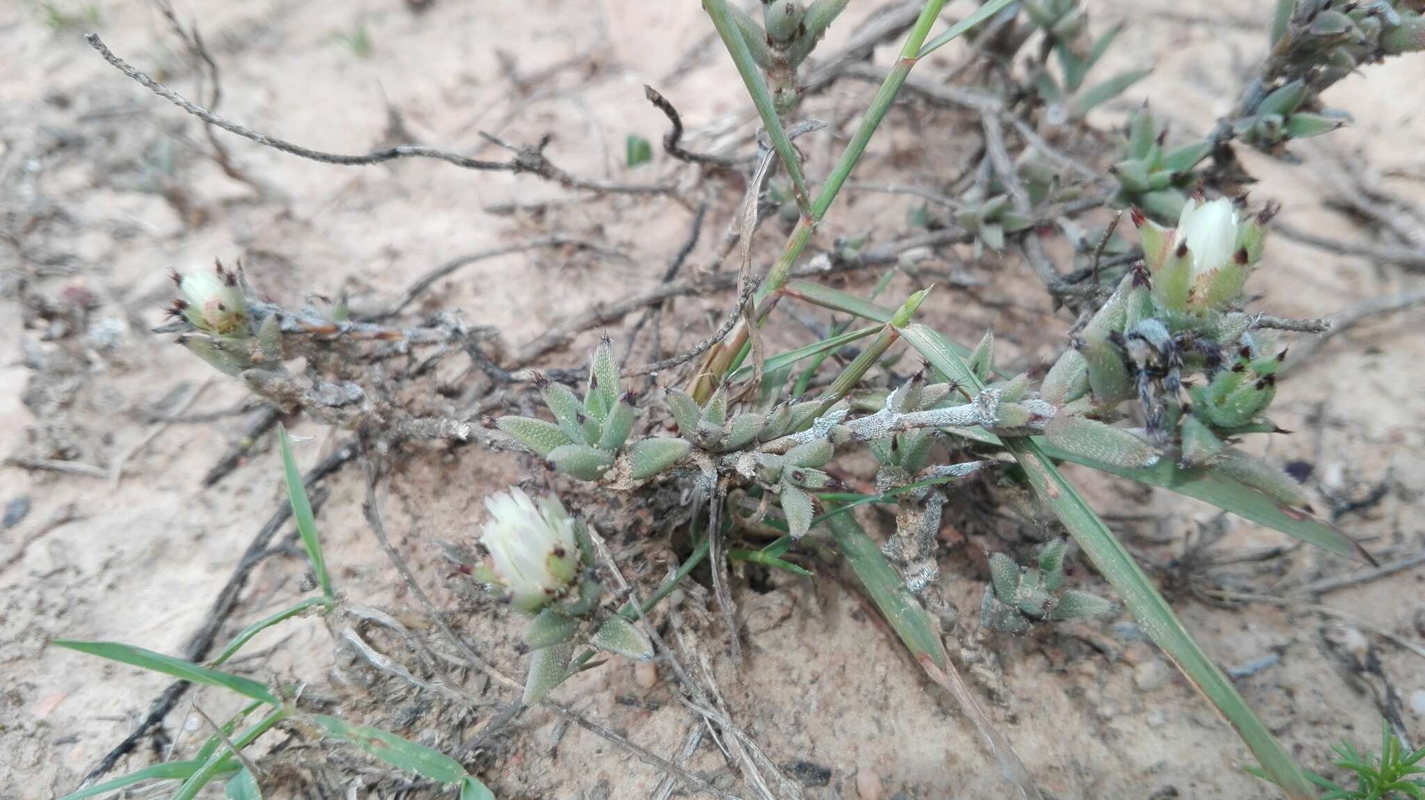 Image of Trichodiadema orientale L. Bol.