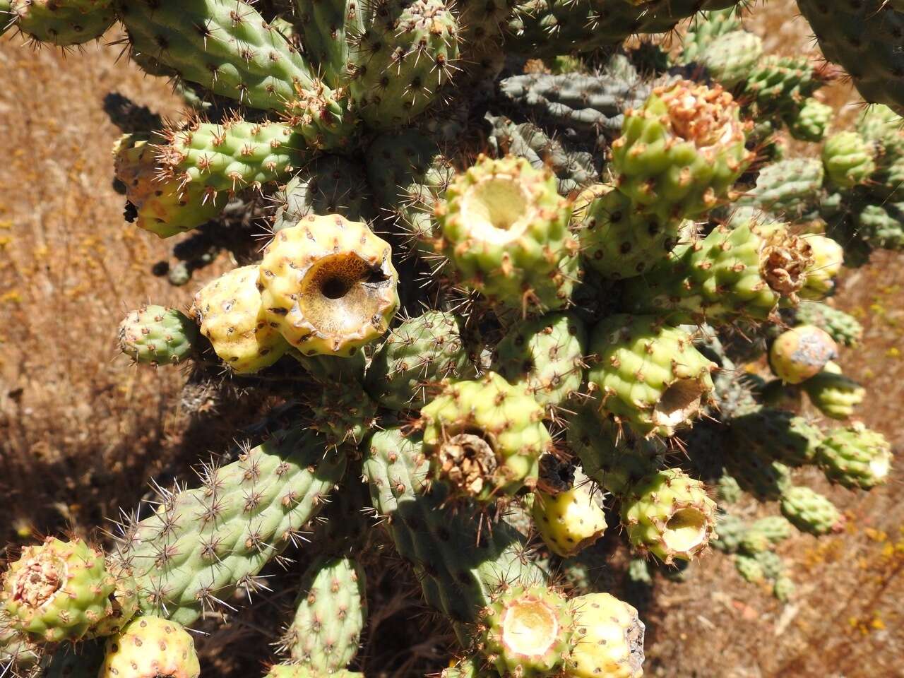 Image of Cylindropuntia alcahes (F. A. C. Weber) F. M. Knuth