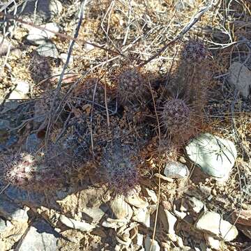 Image of Echinocereus ferreiranus