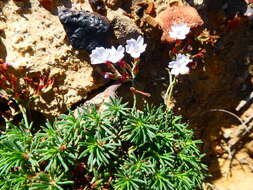 Image of Limonium kraussianum (Buchinger ex Boiss.) Kuntze