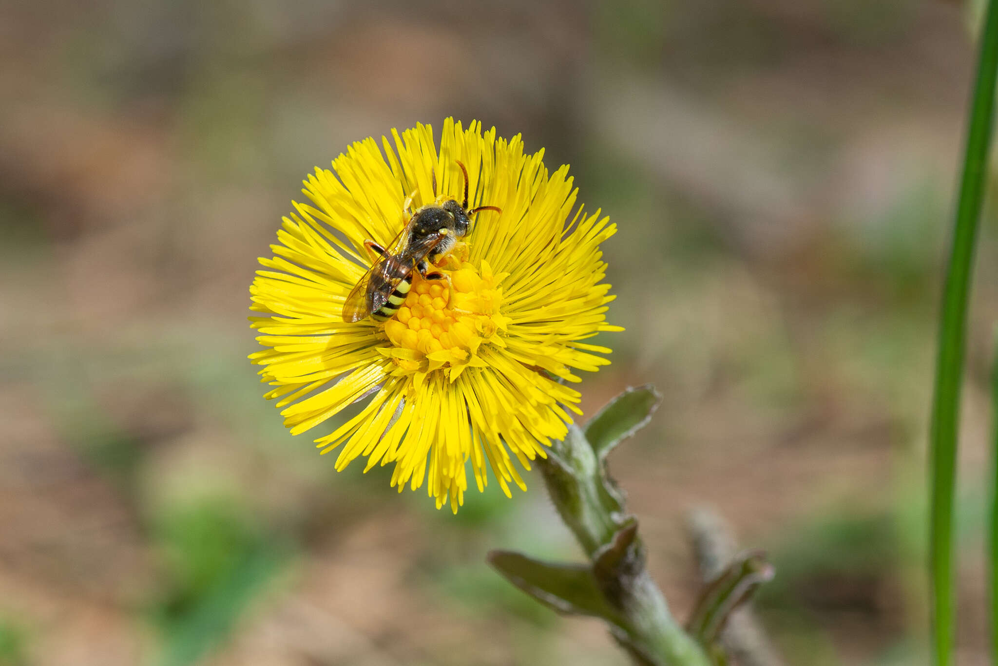 Image of Nomada lathburiana (Kirby 1802)