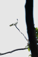 Image of Lesser Sulphur-crested Cockatoo