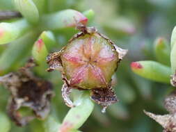 صورة Lampranthus fergusoniae (L. Bol.) L. Bol.