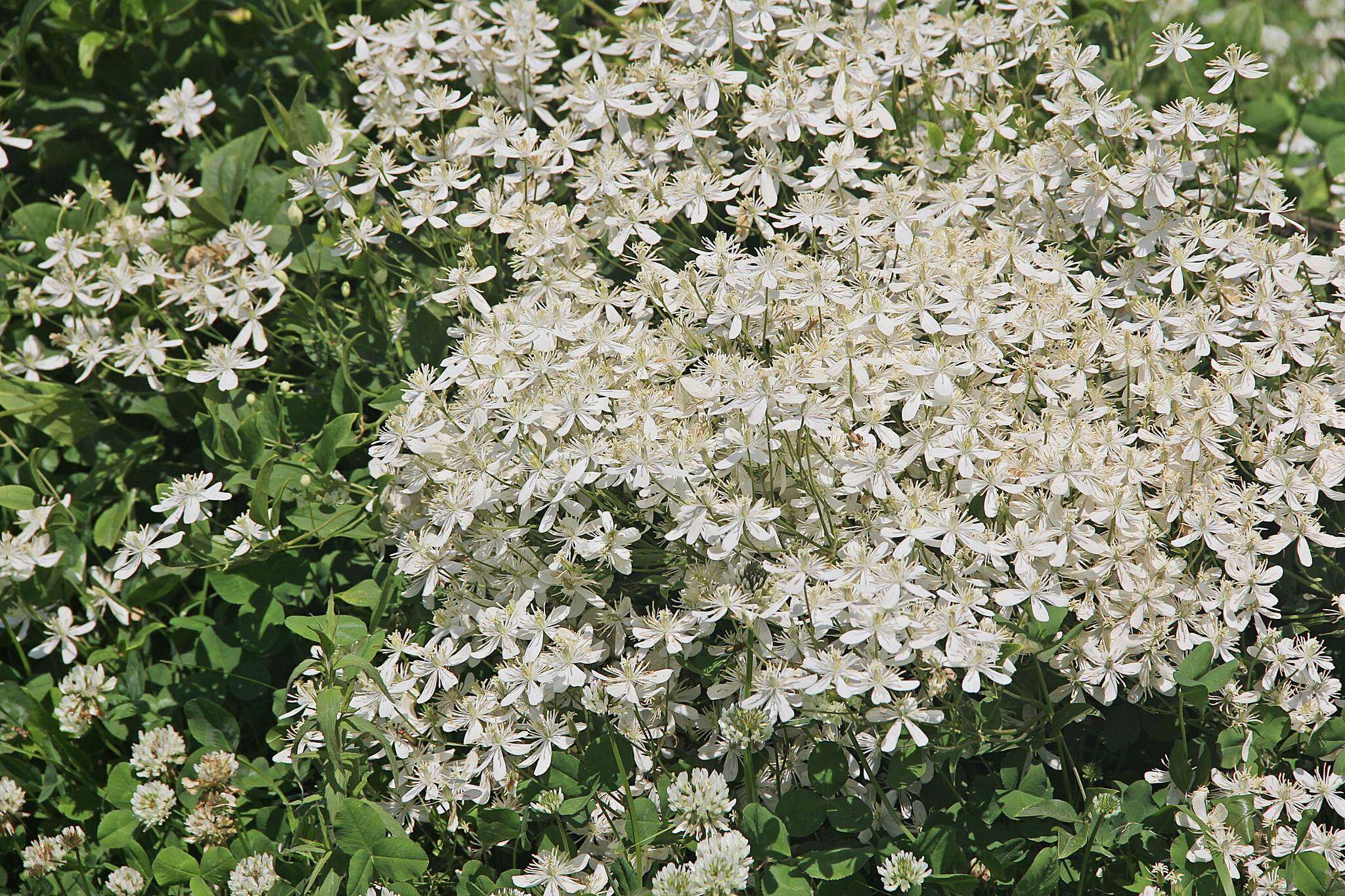 Imagem de Clematis terniflora var. mandshurica (Rupr.) Ohwi