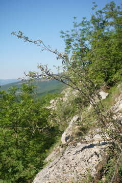 صورة Cotoneaster tauricus Pojark.