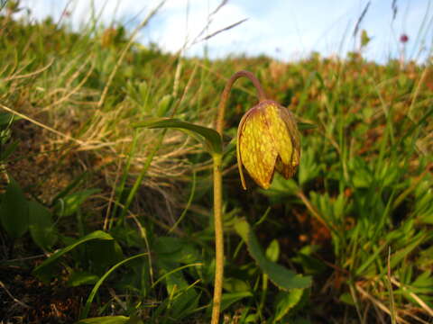 Image of Fritillaria dagana Turcz.