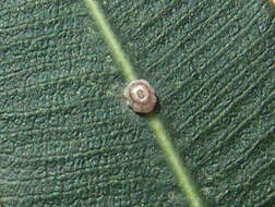 Image of Scale insect