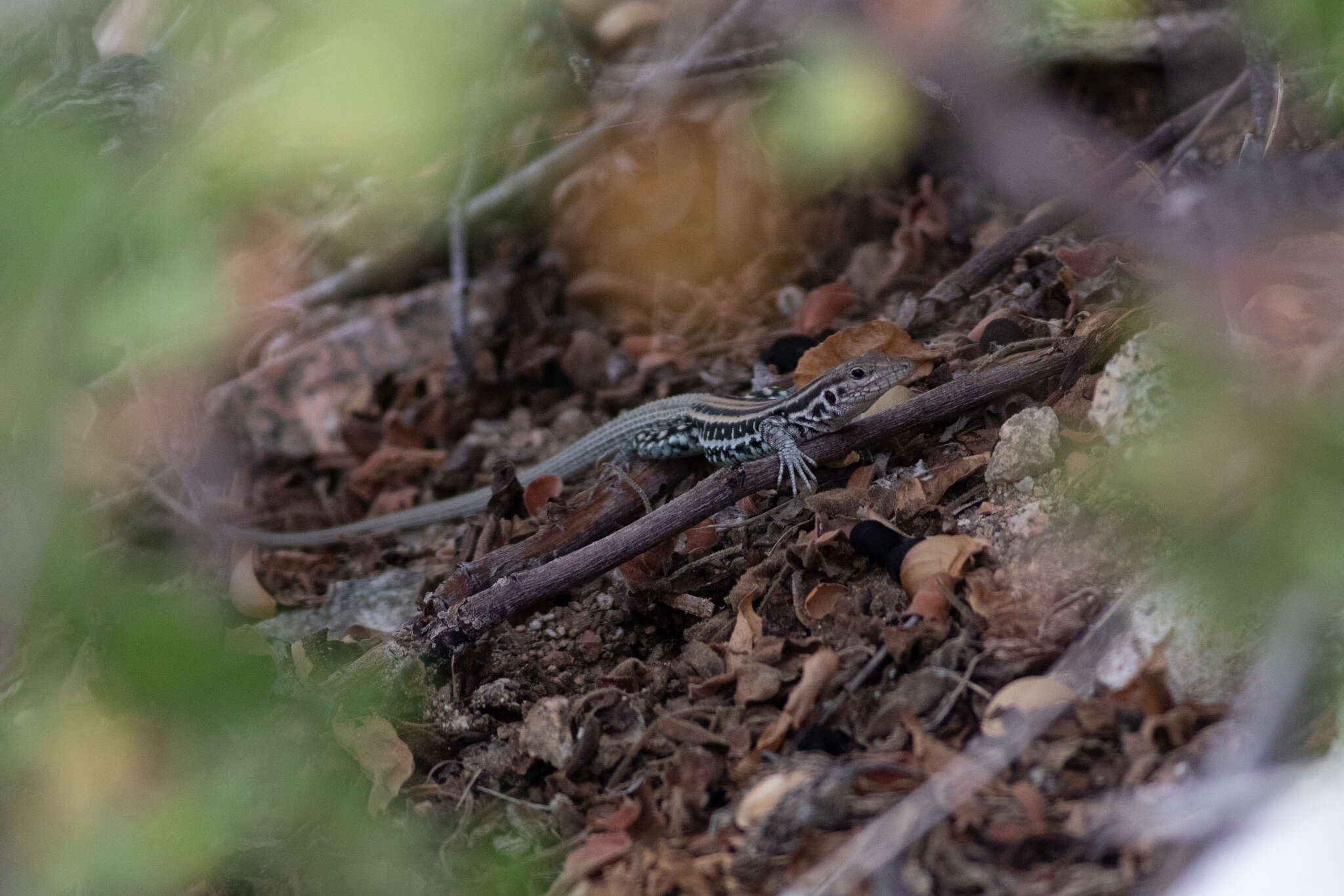 Image of Cerralvo Island Whiptail