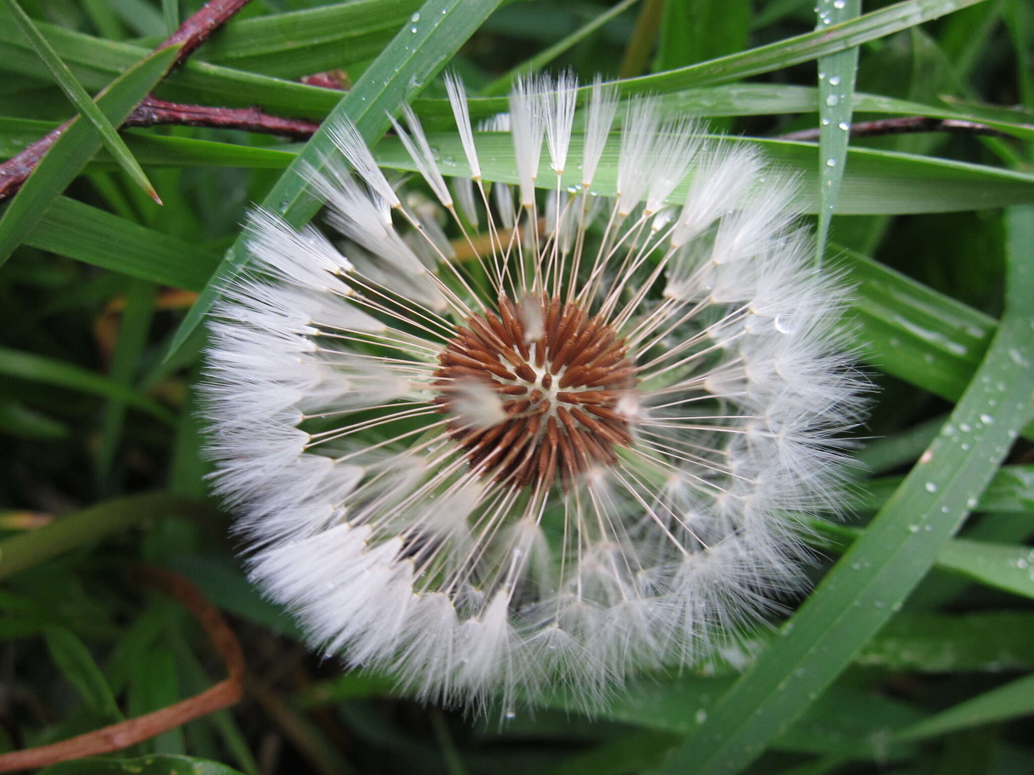 Image of Common Dandelion