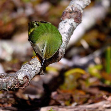 Sivun Acanthisitta chloris granti Mathews & Iredale 1913 kuva