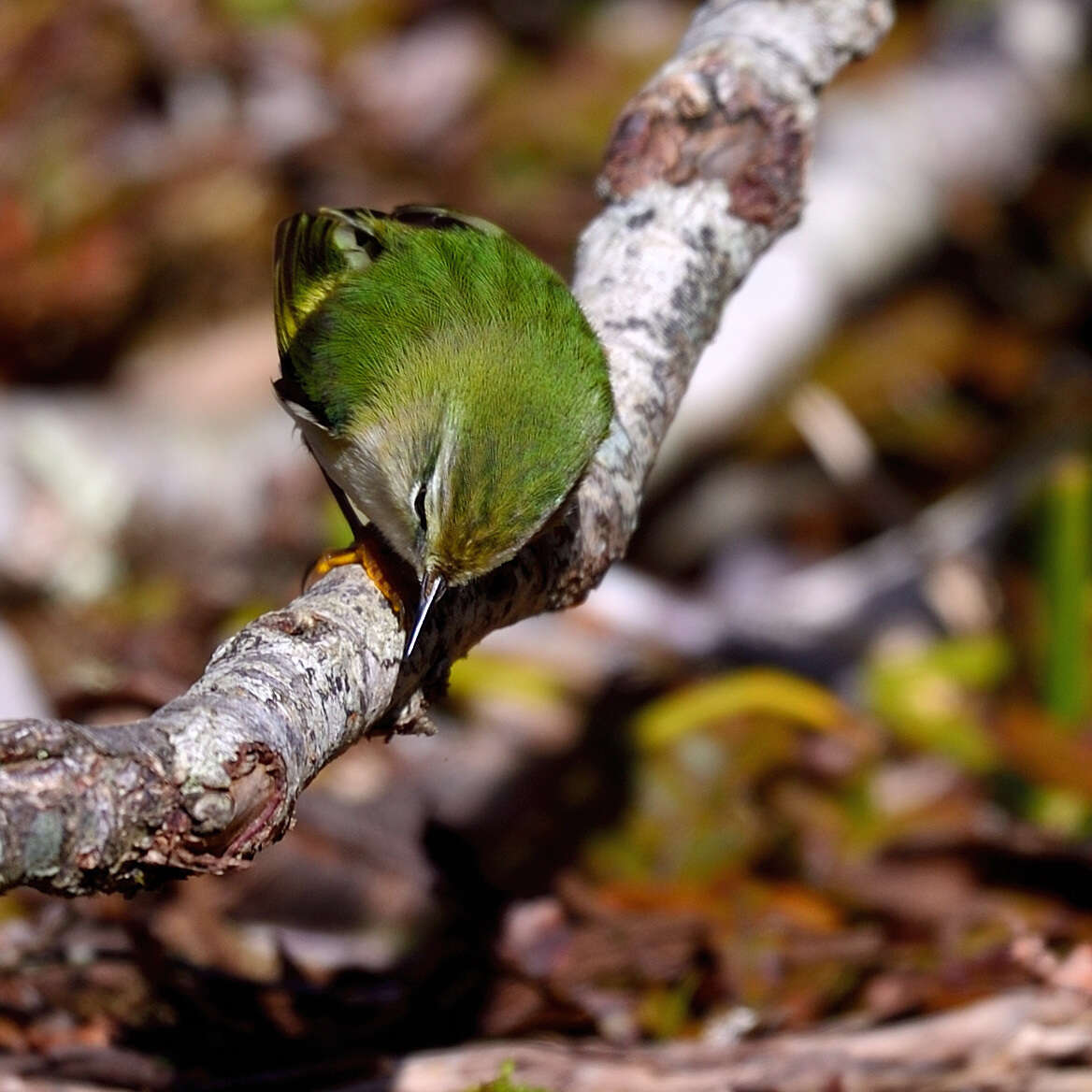 Acanthisitta chloris granti Mathews & Iredale 1913 resmi