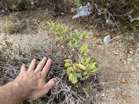 Imagem de Ruschia strubeniae (L. Bol.) Schwant. apud Jacobsen