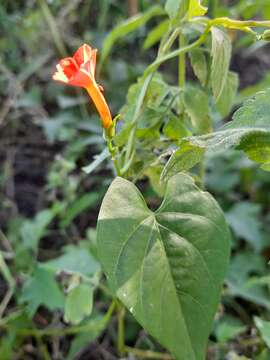 Ipomoea rubriflora O'Donell resmi