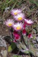 Image of Helichrysum adenocarpum DC.