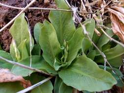 Imagem de Dodecatheon pulchellum var. zionense (Eastw.) S. L. Welsh