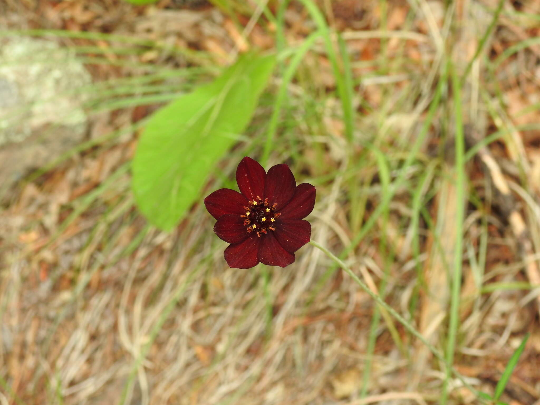 Image of Cosmos concolor Sherff