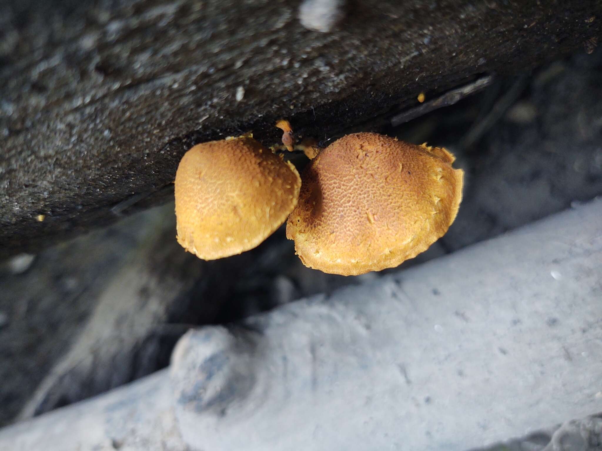 Image of Pholiota tuberculosa (Schaeff.) P. Kumm. 1871