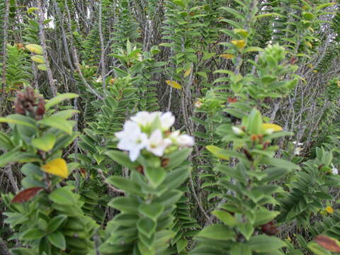 Sivun Veronica elliptica G. Forster kuva