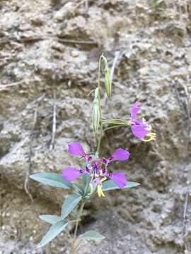 Image of Mildred's clarkia