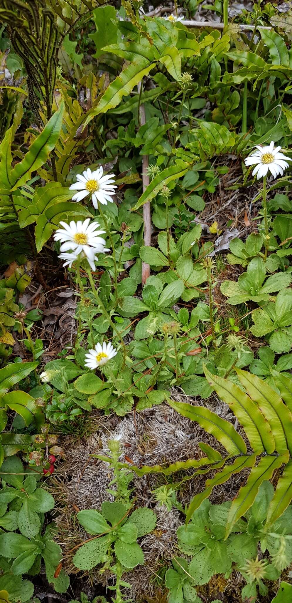 Plancia ëd Celmisia glandulosa var. latifolia Cockayne