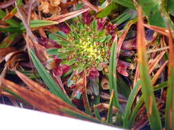 Image of Lysipomia sphagnophila subsp. variabilis McVaugh