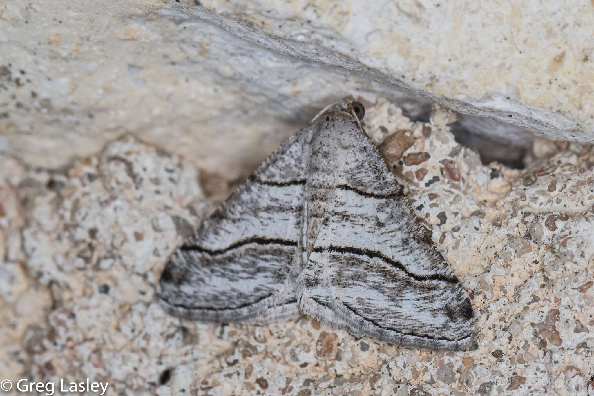 Image of <i>Digrammia pallorata</i> Ferguson (2008)