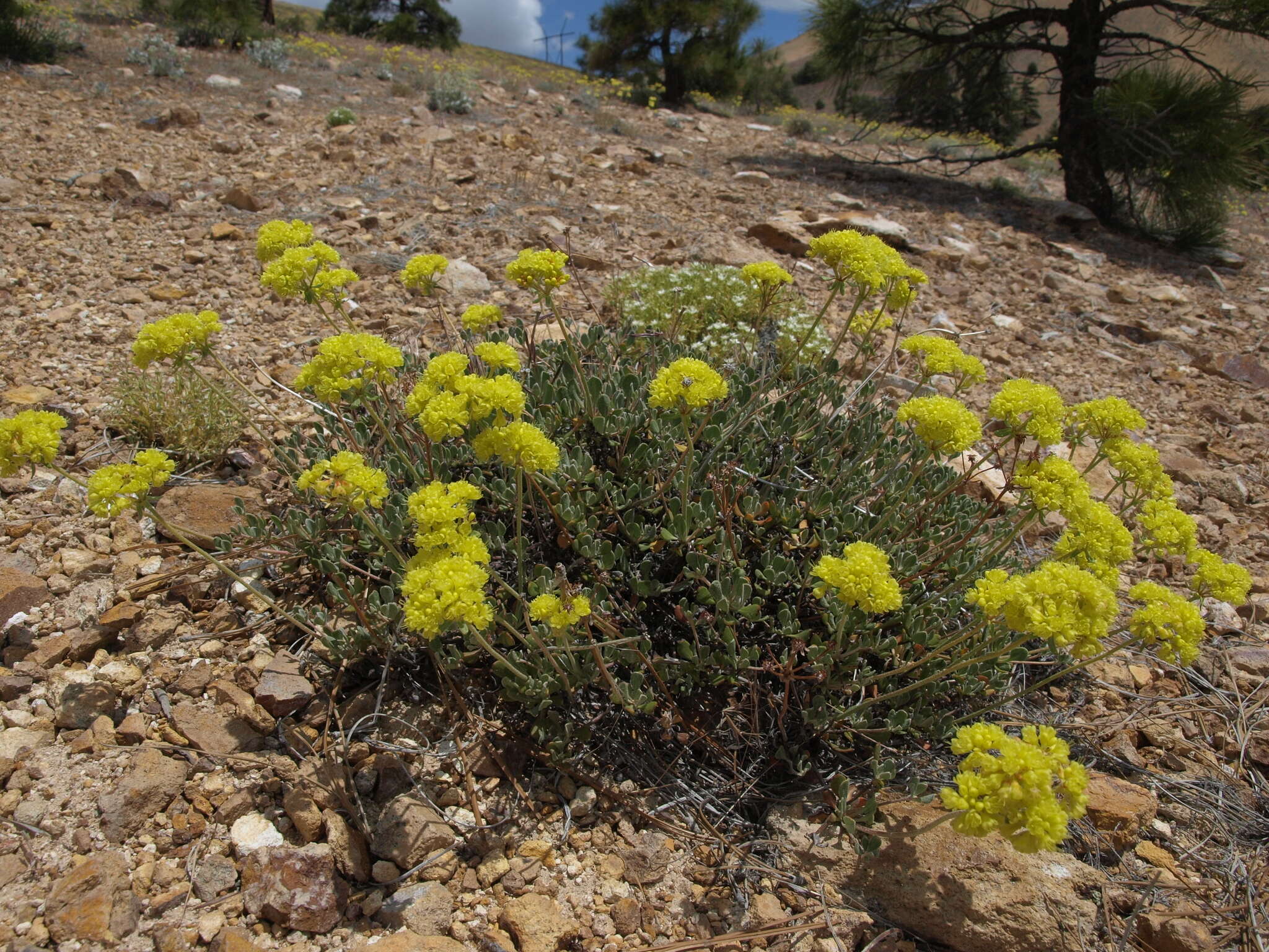 Imagem de Eriogonum umbellatum var. nevadense Gand.