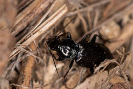 Image of Pterostichus (Bothriopterus) subovatus (Motschulsky 1860)