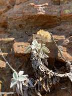 Image of Helichrysum homilochrysum S. Moore