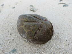 Image of Keeled Heart Urchin