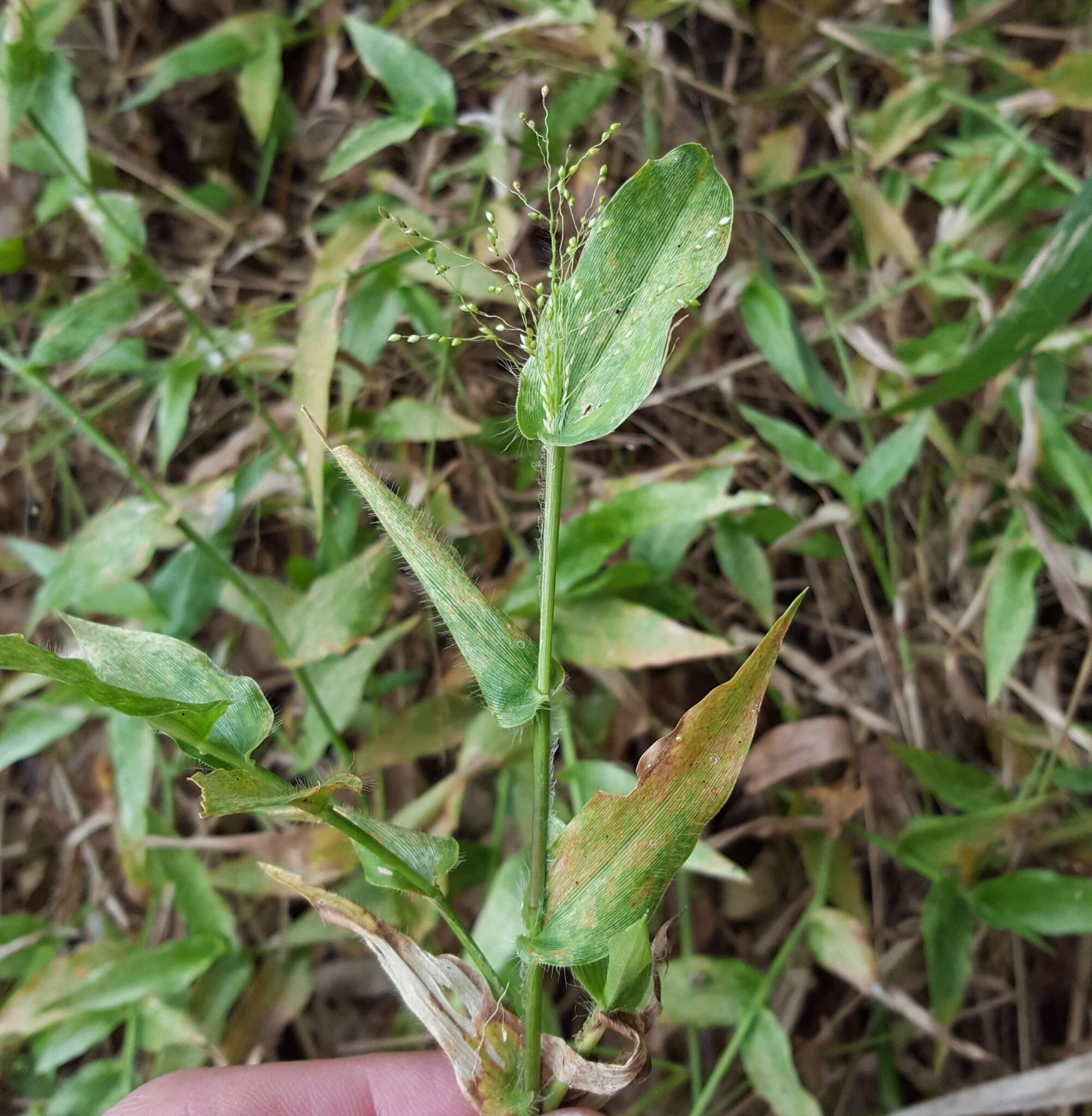 Image of Panicum brevifolium L.